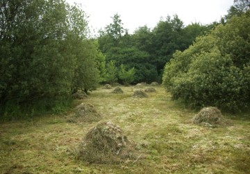 Ecologisch maaibeheer De Bloemert Midlaren - Foto 2