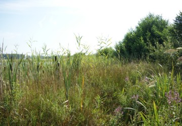 Oeverbeheer natuurgebied De Oosterpolder - Foto 2