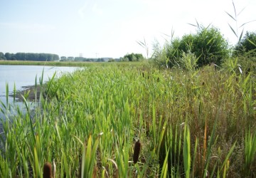 Oeverbeheer natuurgebied De Oosterpolder - Foto 3