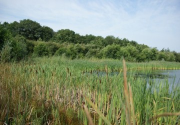 Oeverbeheer natuurgebied De Oosterpolder - Foto 4