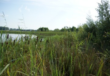 Oeverbeheer natuurgebied De Oosterpolder - Foto 5