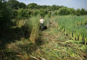 Oeverbeheer natuurgebied De Oosterpolder - Foto 7