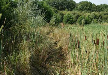 Oeverbeheer natuurgebied De Oosterpolder - Foto 12