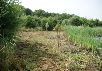 Oeverbeheer natuurgebied De Oosterpolder - Foto 15