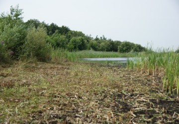 Oeverbeheer natuurgebied De Oosterpolder - Foto 19