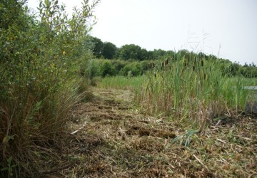 Oeverbeheer natuurgebied De Oosterpolder - Foto 20