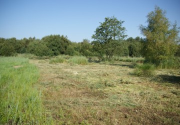 Maaibeheer De Harener Wildernis - Foto 2