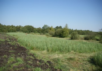 Maaibeheer De Harener Wildernis - Foto 4