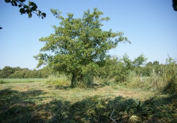 Maaibeheer De Harener Wildernis - Foto 8