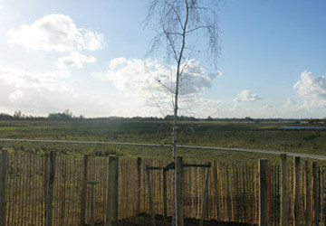 In memoriam: aanplanten treurberk Wolfsbarge - Foto 3