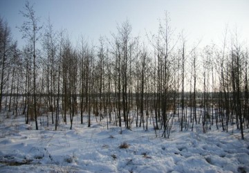 Vrijzetten galigaan, Oosterpolder Haren - Foto 1