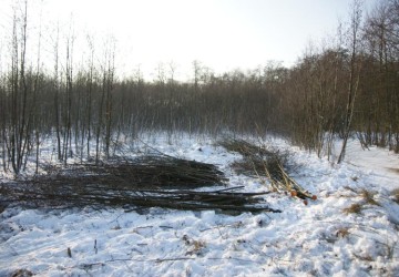 Vrijzetten galigaan, Oosterpolder Haren - Foto 2