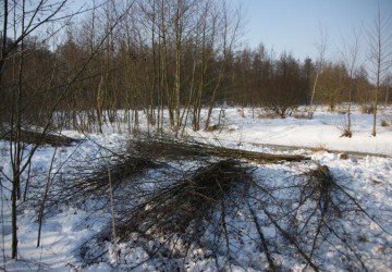 Vrijzetten galigaan, Oosterpolder Haren - Foto 3