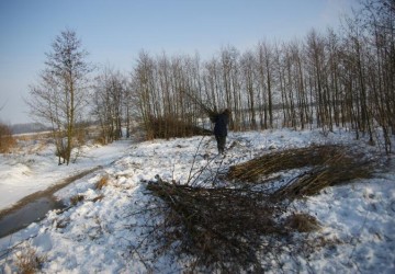 Vrijzetten galigaan, Oosterpolder Haren - Foto 4