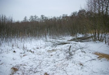 Vrijzetten galigaan, Oosterpolder Haren - Foto 6