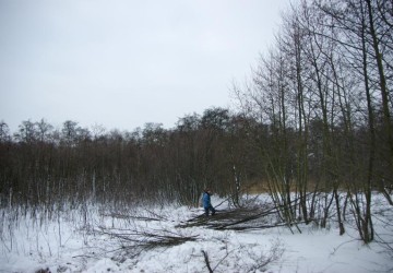 Vrijzetten galigaan, Oosterpolder Haren - Foto 7