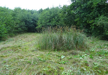 Vrijzetten galigaan, Oosterpolder Haren - Foto 10