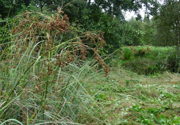 Vrijzetten galigaan, Oosterpolder Haren - Foto 11