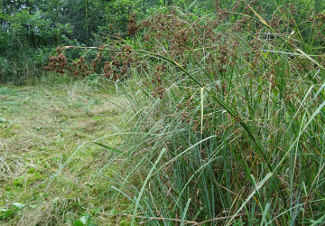 Vrijzetten galigaan, Oosterpolder Haren - Foto 12