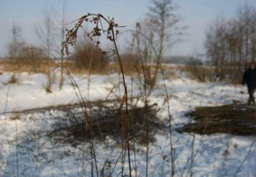 Vrijzetten galigaan, Oosterpolder Haren - Foto 5