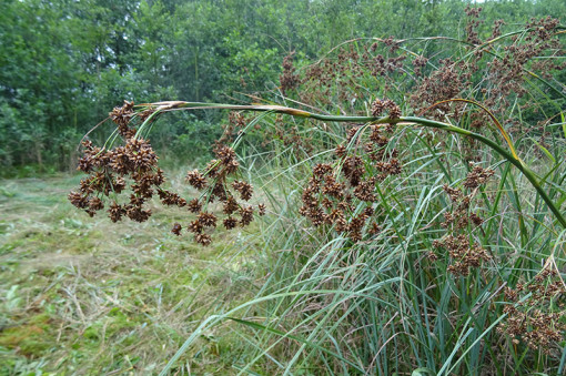 Vrijzetten galigaan, Oosterpolder Haren