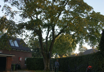Boomkap Esdoorn Korte Hemmen - Foto 1