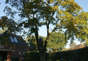 Boomkap Esdoorn Korte Hemmen - Foto 2