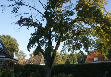 Boomkap Esdoorn Korte Hemmen - Foto 3