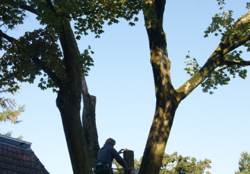 Boomkap Esdoorn Korte Hemmen - Foto 4