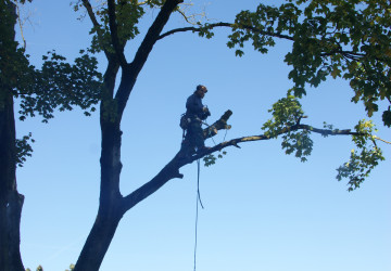 Boomkap Esdoorn Korte Hemmen - Foto 5