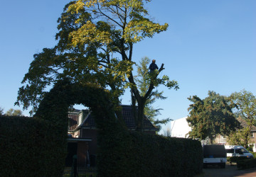 Boomkap Esdoorn Korte Hemmen - Foto 6