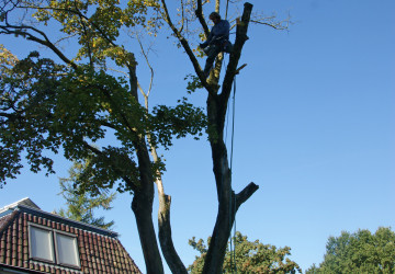 Boomkap Esdoorn Korte Hemmen - Foto 7