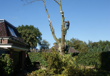 Boomkap Esdoorn Korte Hemmen - Foto 8