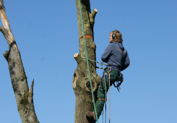 Boomkap Esdoorn Korte Hemmen - Foto 9