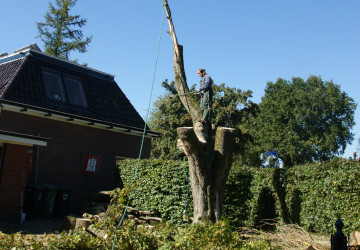 Boomkap Esdoorn Korte Hemmen - Foto 10