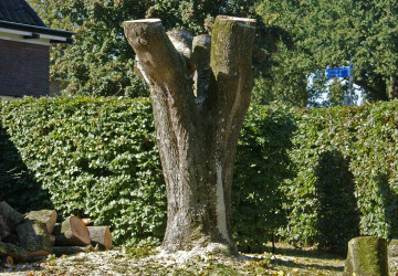 Boomkap Esdoorn Korte Hemmen - Foto 11