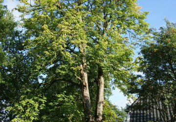 Boomkap Kastanje Grootegast - Foto 1