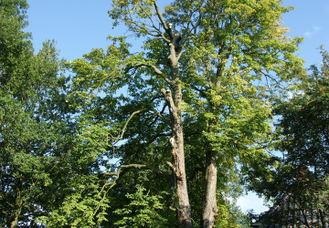 Boomkap Kastanje Grootegast - Foto 3