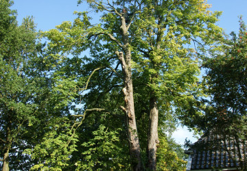 Boomkap Kastanje Grootegast - Foto 4