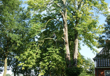 Boomkap Kastanje Grootegast - Foto 5