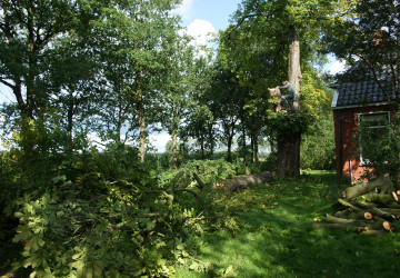 Boomkap Kastanje Grootegast - Foto 6