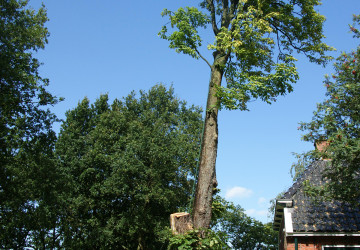 Boomkap Kastanje Grootegast - Foto 7
