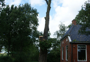 Boomkap Kastanje Grootegast - Foto 10