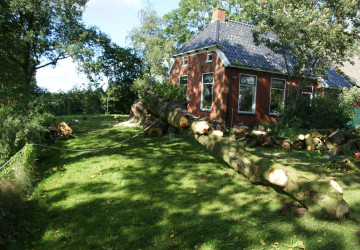 Boomkap Kastanje Grootegast - Foto 11