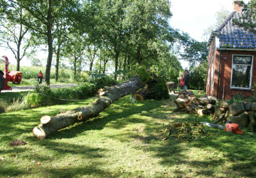 Boomkap Kastanje Grootegast - Foto 12
