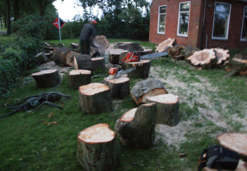 Boomkap Kastanje Grootegast - Foto 13