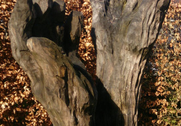 Boomkap Esdoorn Korte Hemmen - Foto 12