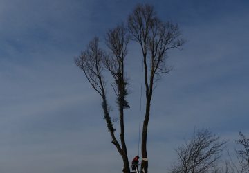 Knotten zware Wilg, Noordwijk - Foto 6