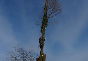 Knotten zware Wilg, Noordwijk - Foto 8